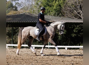 PRE, Hongre, 6 Ans, 171 cm, Gris