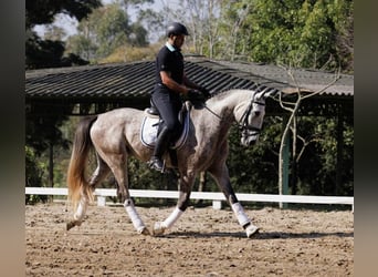PRE, Hongre, 6 Ans, 171 cm, Gris