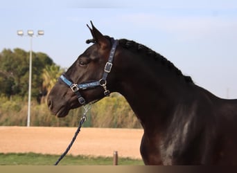 PRE Croisé, Hongre, 6 Ans, 173 cm, Noir