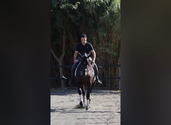 PRE Croisé, Hongre, 6 Ans, 173 cm, Noir