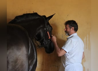 PRE Croisé, Hongre, 6 Ans, 173 cm, Noir