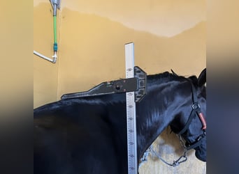 PRE Croisé, Hongre, 6 Ans, 173 cm, Noir