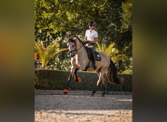 PRE Croisé, Hongre, 6 Ans, 175 cm, Buckskin