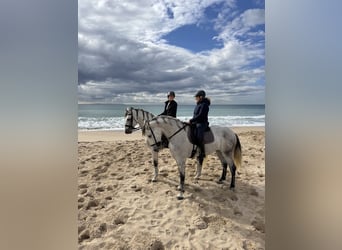 PRE, Hongre, 6 Ans, 175 cm, Gris