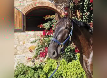 PRE Croisé, Hongre, 6 Ans, 175 cm, Noir