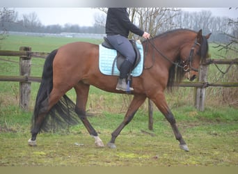 PRE Croisé, Hongre, 7 Ans, 158 cm, Bai