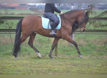 PRE Croisé, Hongre, 7 Ans, 158 cm, Bai