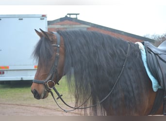 PRE Croisé, Hongre, 7 Ans, 158 cm, Bai