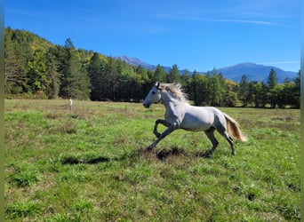 PRE, Hongre, 7 Ans, 158 cm, Gris