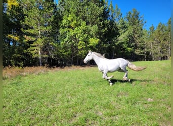 PRE, Hongre, 7 Ans, 158 cm, Gris