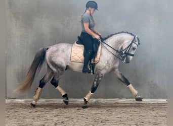 PRE, Hongre, 7 Ans, 158 cm, Rouan bleu