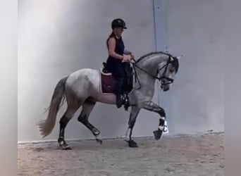 PRE, Hongre, 7 Ans, 158 cm, Rouan bleu