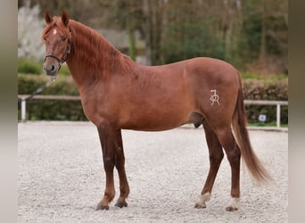 PRE Croisé, Hongre, 7 Ans, 160 cm, Alezan