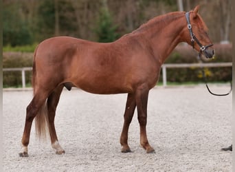 PRE Croisé, Hongre, 7 Ans, 160 cm, Alezan