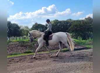 PRE Croisé, Hongre, 7 Ans, 160 cm, Gris