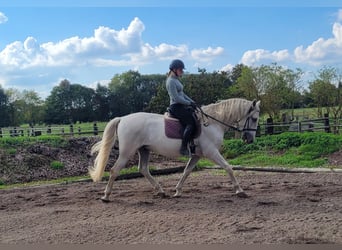 PRE Croisé, Hongre, 7 Ans, 160 cm, Gris