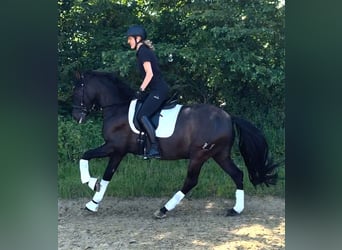 PRE Croisé, Hongre, 7 Ans, 160 cm, Noir