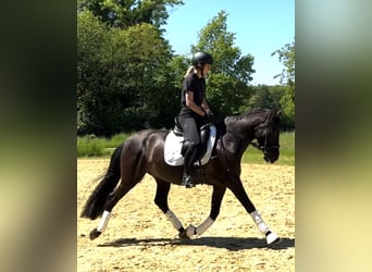 PRE Croisé, Hongre, 7 Ans, 160 cm, Noir