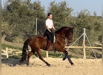 PRE Croisé, Hongre, 7 Ans, 161 cm, Bai cerise