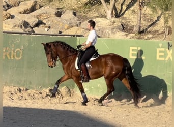 PRE Croisé, Hongre, 7 Ans, 161 cm, Bai cerise