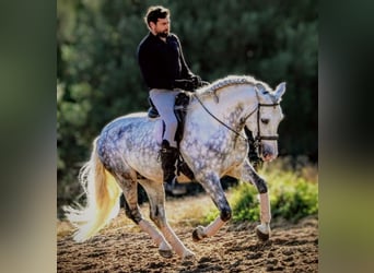 PRE Croisé, Hongre, 7 Ans, 161 cm, Gris