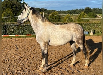 PRE Croisé, Hongre, 7 Ans, 162 cm, Gris moucheté