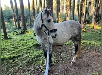 PRE Croisé, Hongre, 7 Ans, 162 cm, Gris moucheté