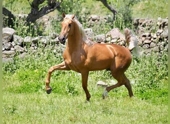 PRE Croisé, Hongre, 7 Ans, 162 cm, Palomino