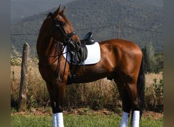 PRE Croisé, Hongre, 7 Ans, 164 cm, Bai cerise