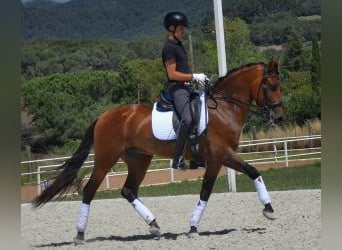 PRE Croisé, Hongre, 7 Ans, 164 cm, Bai cerise