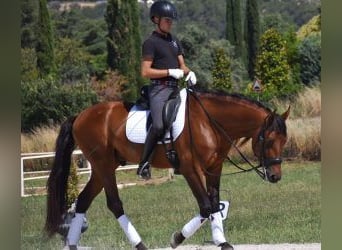 PRE Croisé, Hongre, 7 Ans, 164 cm, Bai cerise