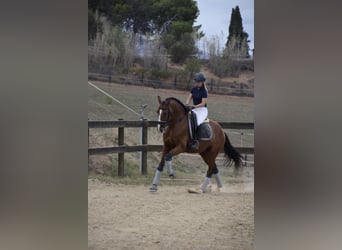 PRE Croisé, Hongre, 7 Ans, 165 cm, Bai