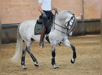 PRE Croisé, Hongre, 7 Ans, 165 cm, Gris