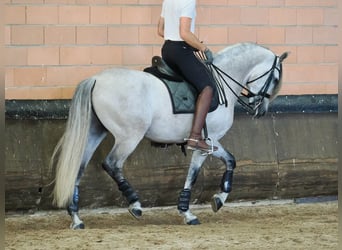 PRE Croisé, Hongre, 7 Ans, 165 cm, Gris