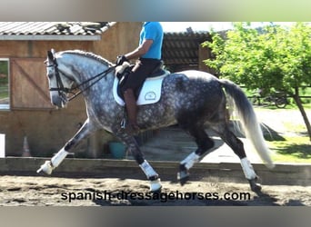 PRE Croisé, Hongre, 7 Ans, 165 cm, Gris