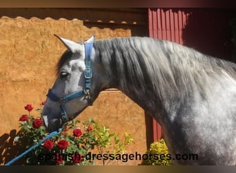 PRE Croisé, Hongre, 7 Ans, 165 cm, Gris