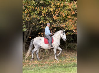 PRE Croisé, Hongre, 7 Ans, 165 cm, Gris pommelé