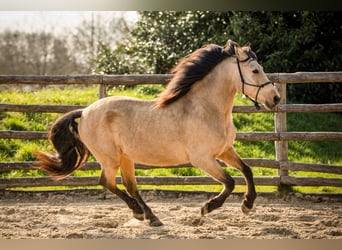 PRE Croisé, Hongre, 7 Ans, 165 cm, Isabelle