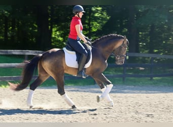 PRE Croisé, Hongre, 7 Ans, 166 cm, Buckskin