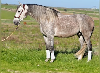 PRE Croisé, Hongre, 7 Ans, 166 cm, Gris