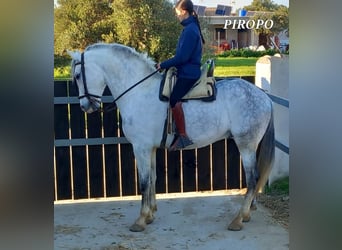 PRE, Hongre, 7 Ans, 167 cm