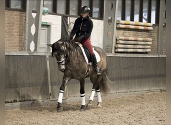 PRE Croisé, Hongre, 7 Ans, 167 cm, Gris pommelé