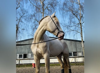 PRE, Hongre, 7 Ans, 167 cm, Perle