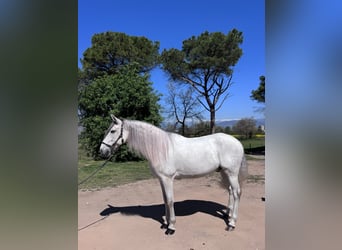 PRE, Hongre, 7 Ans, 168 cm, Blanc