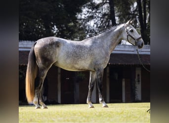 PRE, Hongre, 7 Ans, 170 cm, Gris