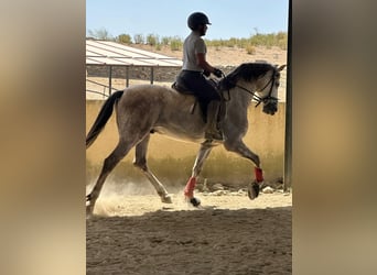 PRE, Hongre, 7 Ans, 170 cm, Gris