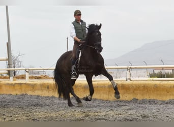 PRE Croisé, Hongre, 7 Ans, 170 cm, Noir