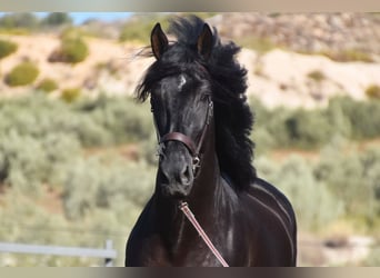 PRE Croisé, Hongre, 7 Ans, 170 cm, Noir