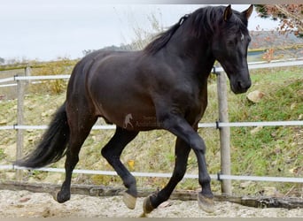 PRE Croisé, Hongre, 7 Ans, 170 cm, Noir