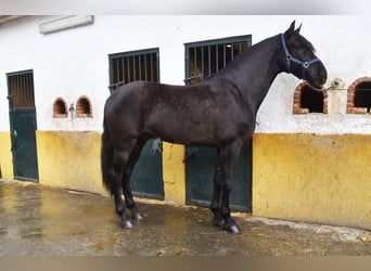 PRE Croisé, Hongre, 7 Ans, 170 cm, Noir